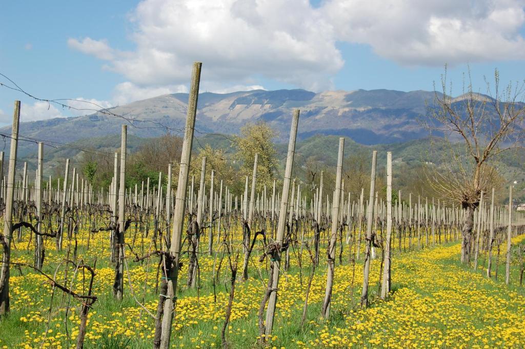 Locanda La Candola Soligo Dış mekan fotoğraf