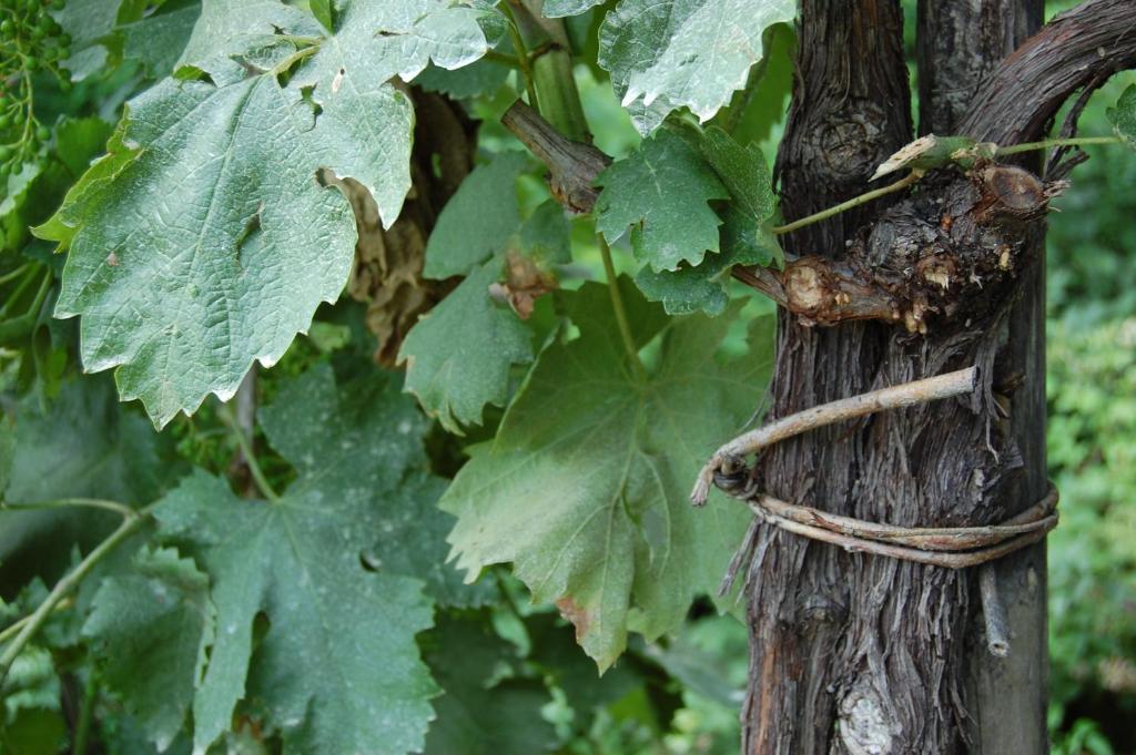 Locanda La Candola Soligo Dış mekan fotoğraf